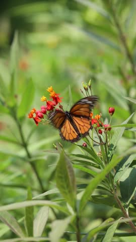 Monarch butterfly flying and feeding from Asclepias curassavica in a sunny day in Lima Peru