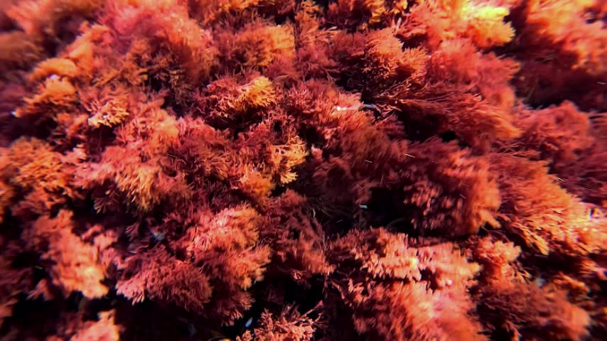 Red algae Ceramium rubrum sway in the waves near the shore in the Black Sea near Odessa