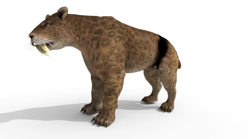 ice age big cat on white background. 3d and computer rendering animation video with 4k resolution.