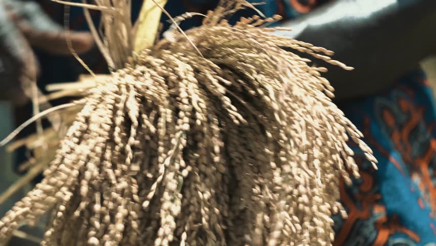 Close-up of African farmer’s hands handling rice crop in hot midday sun in Casamance, Senegal — cinematic motion blur from shallow depth of field and slow shutter, almost macro shot, 90mm lens