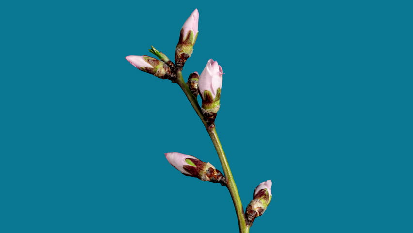 Almond Flowers Bloom in Time Lapse on a Blue Background. Macro Timelapse Video of Spring Tree Blossoming Branch. Birth of Nature