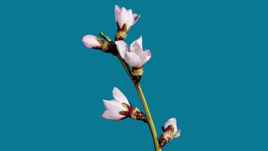 Almond Flowers Bloom in Time Lapse on a Blue Background. Macro Timelapse Video of Spring Tree Blossoming Branch. Birth of Nature