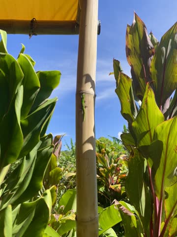 Bright green gecko climbs up bamboo post in Hawaii on a bright day. 