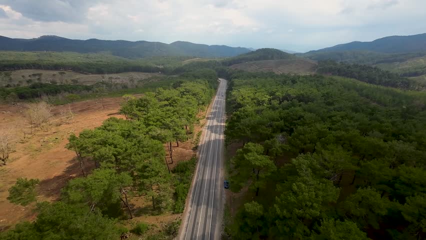 Traveling on an asphalt road through a dense forest of pine trees