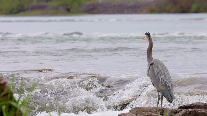 Great Blue Heron Standing at River’s Edge next to River Rapids in Slowed Motion - 30 FPS