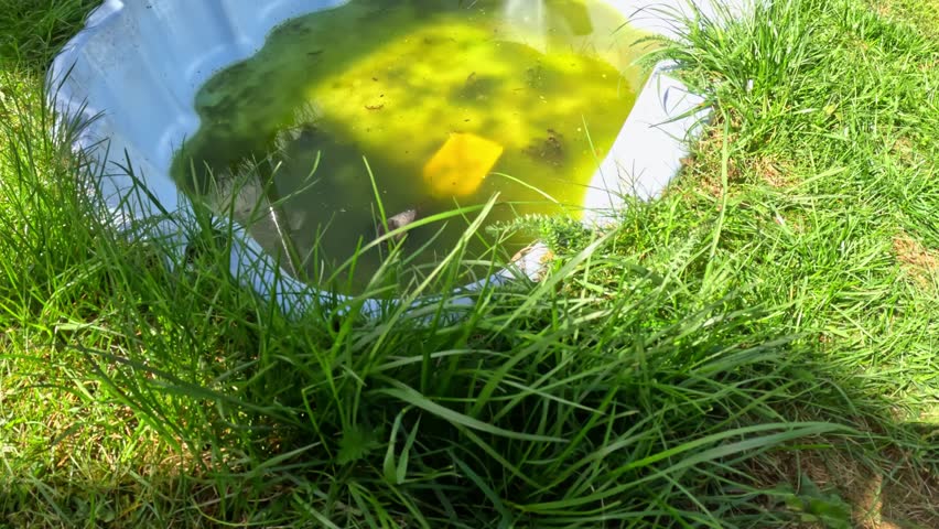 Small Plastic Pool Filled With Stagnant Algae-covered Green Water With Garden Tool Submerged Inside, Surrounded By Overgrown Grass. high angle shot