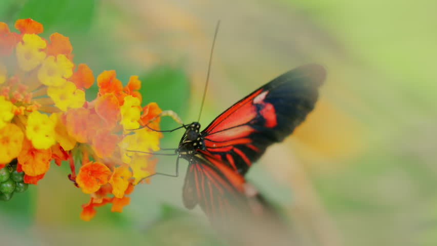 A Postman butterfly (Heliconius melpomene) with striking red and black wings feeds delicately on vibrant orange and yellow Lantana flowers, framed by a dreamy, diffused background.