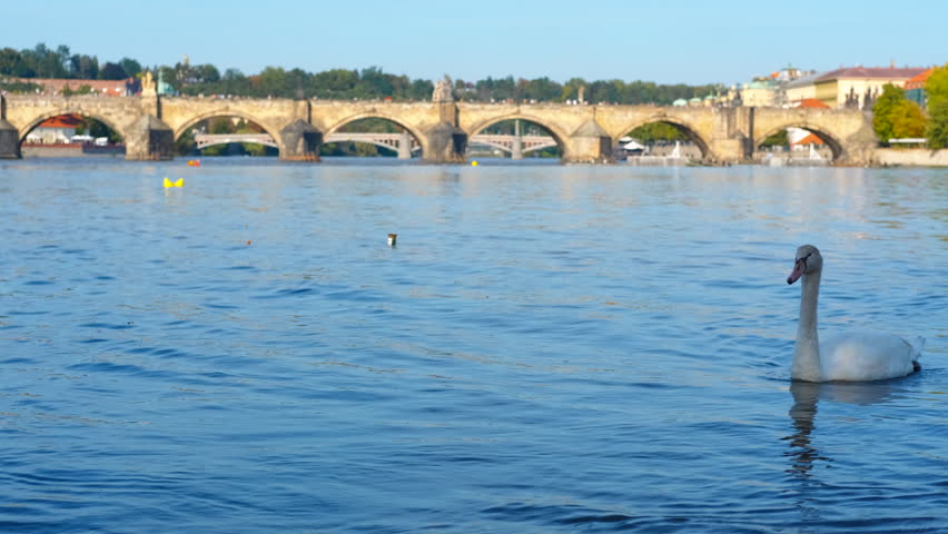 Elegant swan swimming on river in the city of old Europe. Elegant white swan gliding peacefully across vltava river, against historic charles bridge in prague