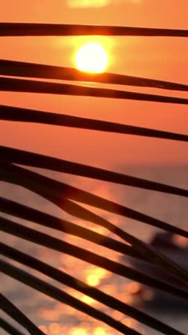 Sunset with palm tree silhouette. Travel destinations. Vertical footage