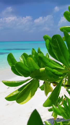 Beach scene through coconut palm tree leaf. Tropical nature. Vertical footage