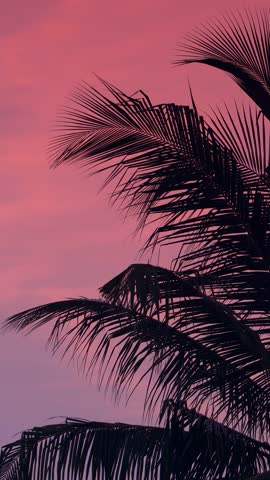 Sunset through coconut palm tree silhouette leaves. Travel destinations. Vertical footage