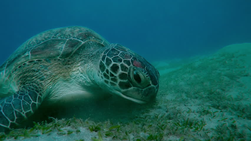 Portrait of Sea turtle grazing on the seabed in the evening light, Slow motion of Great Green Sea Turtle, Chelonia mydas on the bottom eats Smooth ribbon seagrass, Cymodocea rotundata