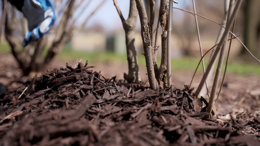 Gardener mulching with pine bark plants near the house. Seasonal works in the garden. Landscape design. Landscaping. 