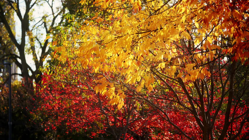 The rows of red maple trees with fallen leaf. Autumn time.