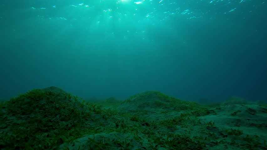 Natural background of underwater desert scenery of hilly sand sea bottom covered with Smooth ribbon seagrass in morning light, Forward movement over seabed in bright dancing sunbeams at sunrise