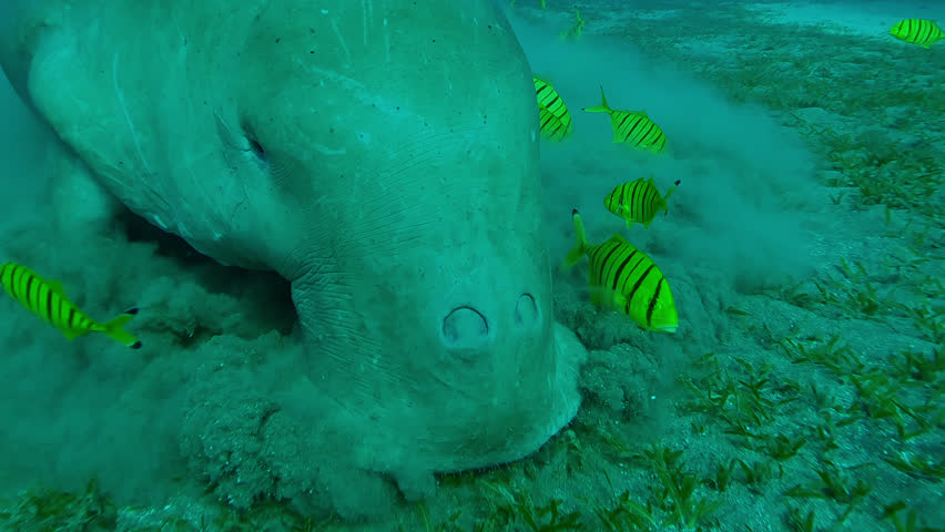 Portrait of Sea Cow accompanied by school of Golden kingfish actively eating sea grass on seabed, Slow motion of Sea Cow, Dugong dugon with Golden Trevally, Gnathanodon speciosus