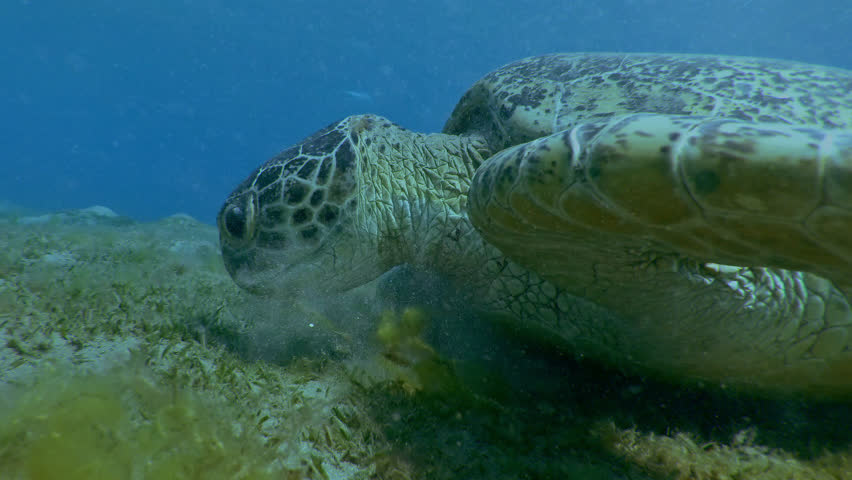 Portrait of Sea turtle feeding algae on sandy-silty bottom on blue water background, Slow motion of Great Green Sea Turtle, Chelonia mydas eating Smooth ribbon seagrass, Cymodocea rotundata