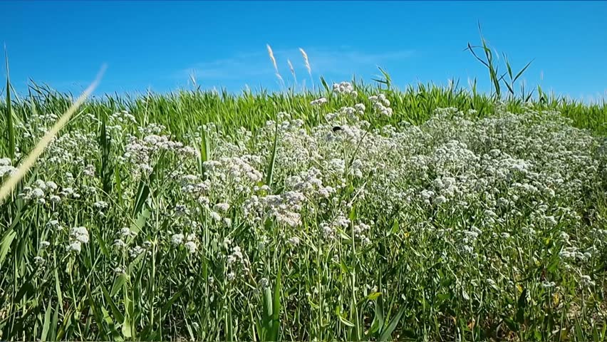  flowering plants and grasses in desert particles effects spring in Kazakhstan
