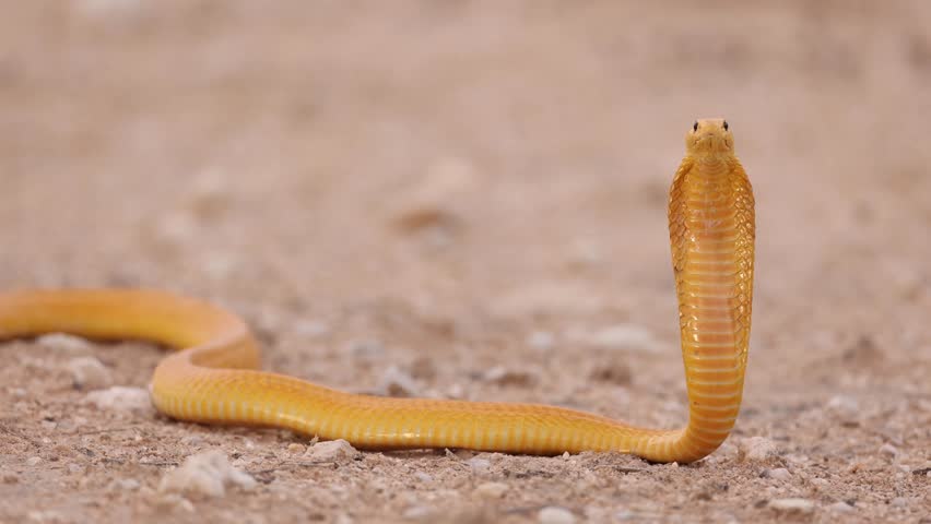 Closeup of an alert Cape cobra. Head up and hood open, looking at camera. Kgalakgadi Transfrontier Park.