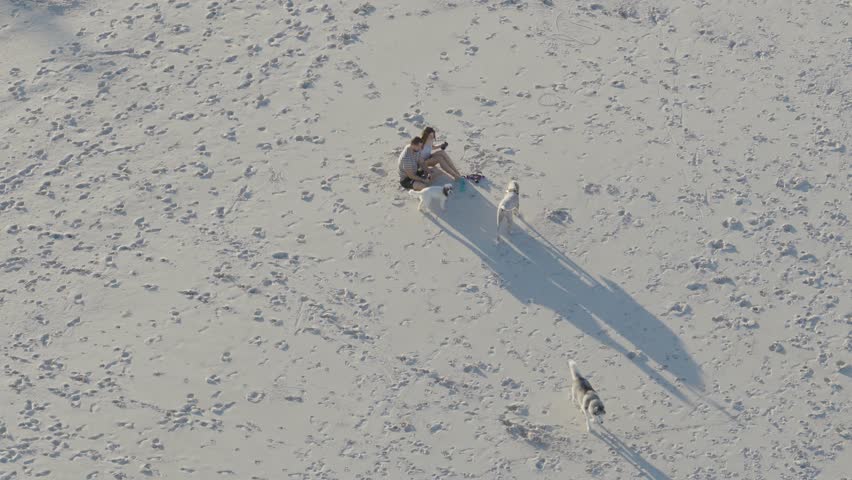 A couple enjoys a sunny day on Gold Coast beach with their dogs, captured from an aerial perspective