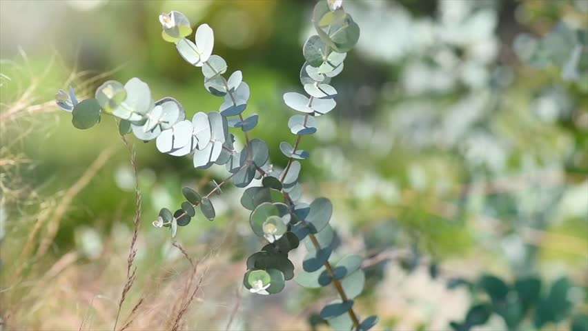 Eucalyptus plant leaves. Fresh Eucalyptus growing in a garden, nature background, scented, essential oil. Aromatherapy. Slow motion 