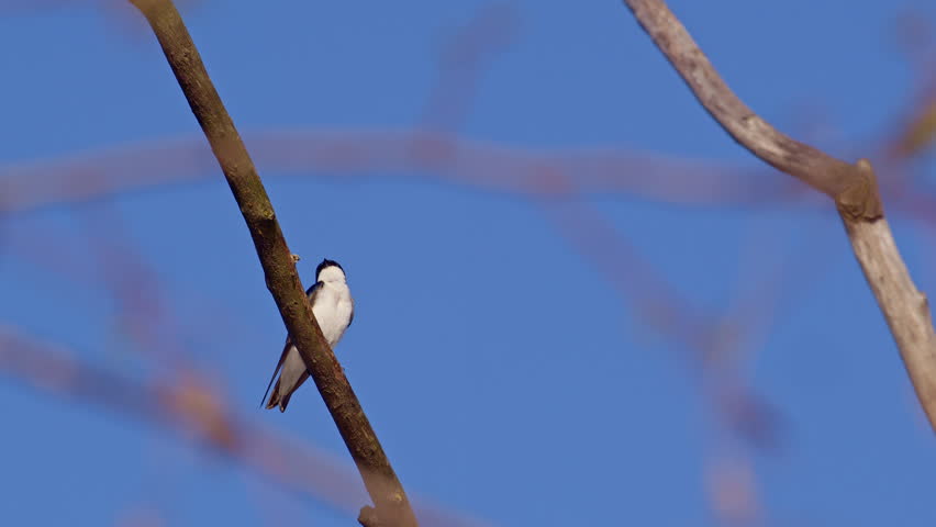 Purple martin tweets loudly at passing bird in air