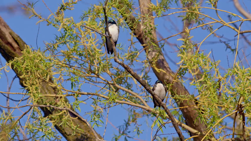Two purple martins sit on willow limb on wonderful spring morning