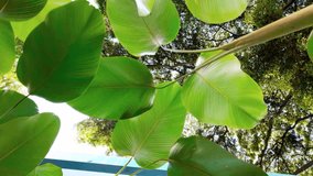 Low angle shot video of swaying banana leaf with tall tree and blue sky background. Summer backdrop, tropical landscape. - Powered by Shutterstock - Get 15% off with code: PIKWIZARD15