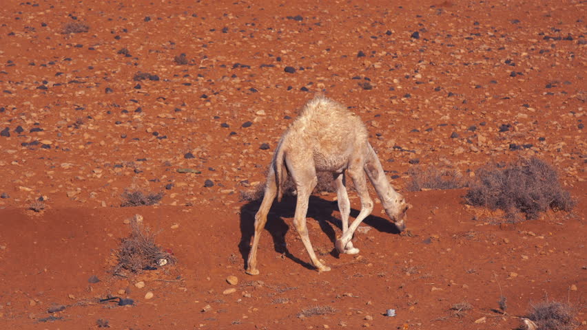 Young camel grazing on sparse vegetation in a red rocky desert landscape.