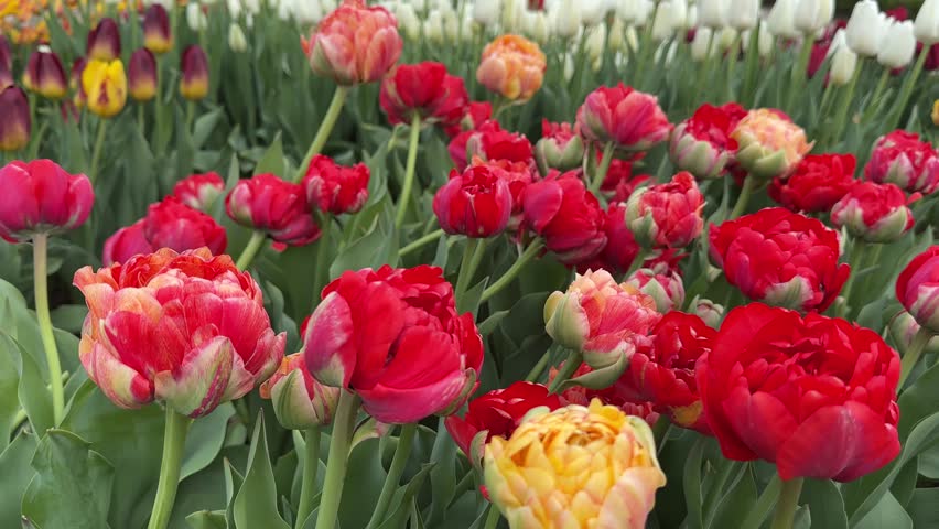 Colorful flowers swaying in the wind