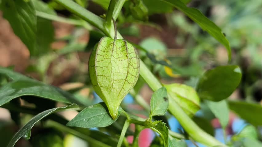 Tomatillos grow wild in the bushes of an empty garden.