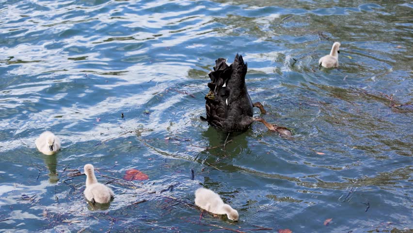A black swan gracefully swims with its cygnets in clear waters. Natural lighting highlights the serene environment and gentle movements