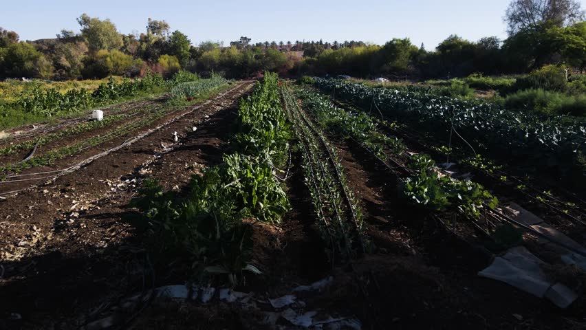Forward-moving shot of vibrant organic farm rows in Neot Smadar, Israel, sustainable agriculture, green crops and irrigation lines under early morning light.