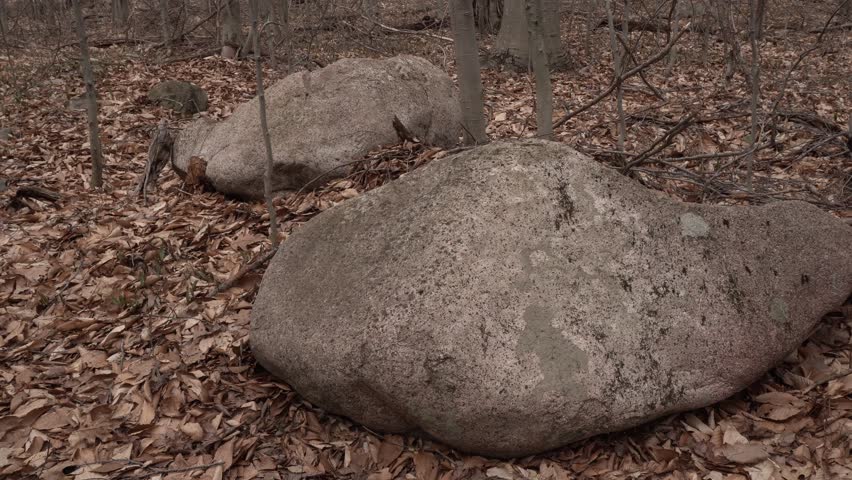 Two beautiful rocks that add a wonderful dimension, with dead leaves on the ground at the beginning of spring. In the background, many tree trunks of the forest can be seen.