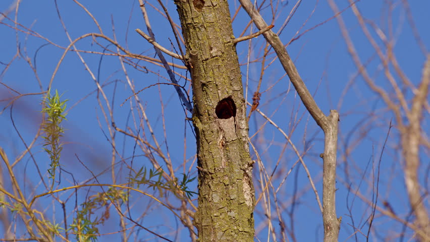 Amazing slow motion footage of purple martin flying into frame holding a swan feather for nest