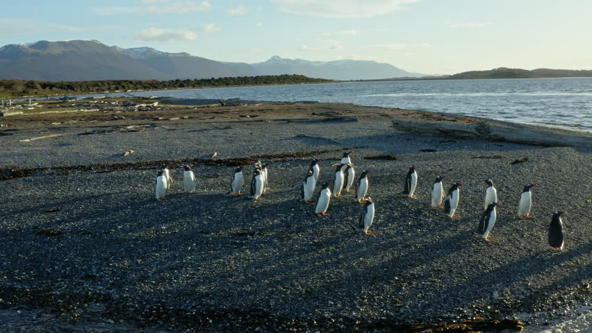 Magellanic Penguin Colonies At The Pebbled Island Shores In Beagle Channel, Tierra del Fuego, South America. Aerial Drone Shot