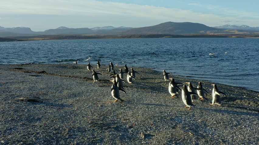 Penguin Colony On The Island In Beagle Channel Near Ushuaia City, Tierra del Fuego, Argentina. Aerial Drone Shot