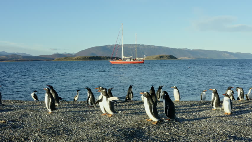 Penguins On Martillo Island With A Sailboat In Beagle Channel Near Ushuaia, Argentina. Wide Shot