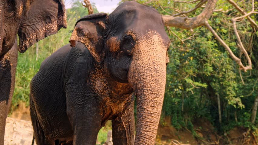 A group of Asian elephants enjoys the cool waters of a river in Sri Lanka, surrounded by lush tropical vegetation.