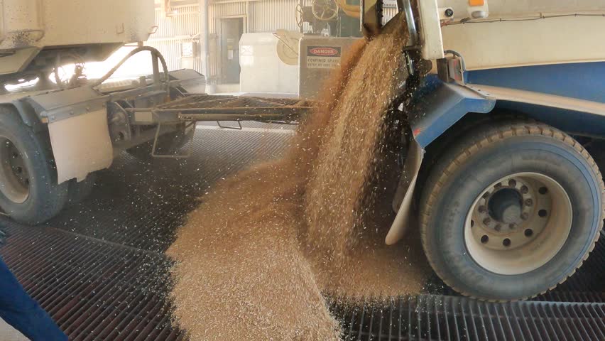 Close up view from side showing a heavy-duty truck unloading wheat grains over a reception grid during harvest season in Western Australia.