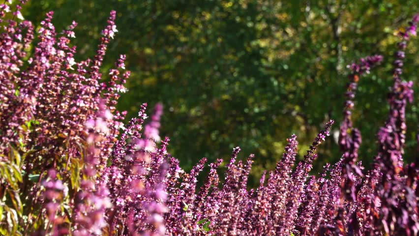 A field of purple flowers with a green background