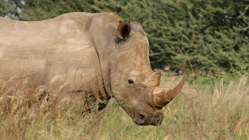 Close-up view of an endangered white rhinoceros (Ceratotherium simum) in natural habitat, South Africa