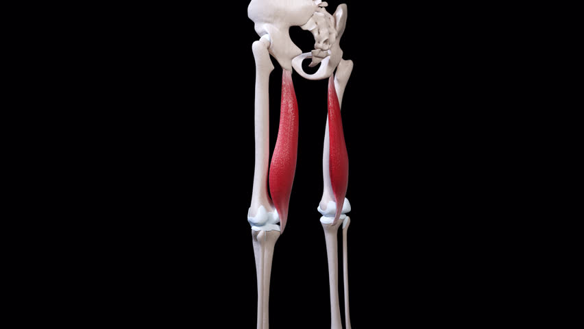 This 3d animation shows the semimembranosus muscle movement 