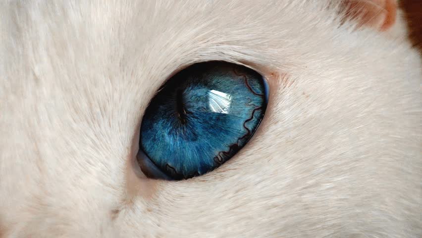 blue cat eyes close up, macro photography of playful cat eyes watching an object