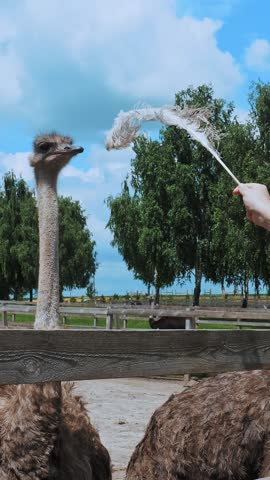 Ostrich farm. Man plays with ostriches, standing behind wooden fence, in the yard of poultry farm outdoors. Ostriches farming.