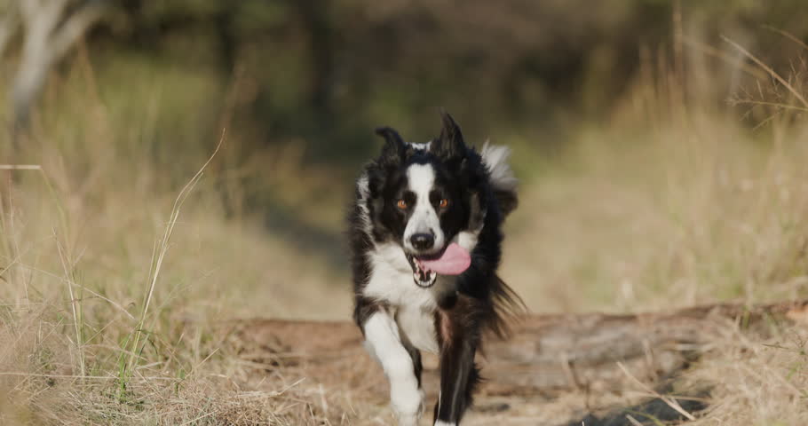 Slow motion. Beautiful Border collie dog running towards camera and jumping over a log