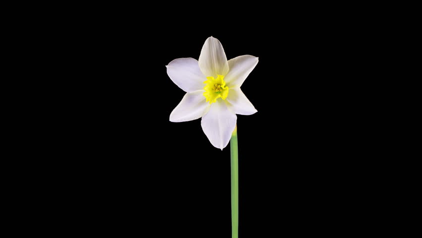 Narcissus Blossoms. Beautiful Timelapse of White Narcissus Flower Blooming on Black Background. 4K.