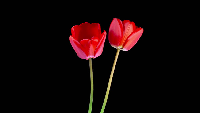 Tulips Blossoms. Beautiful Timelapse of Two Red Tulips Flowers Blooming on Black Background. 4K.