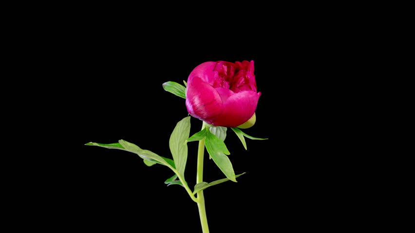 Red Peony Blossoms. Time Lapse of Beautiful Red Peony Flowers Blooming on Black Background. 4K.