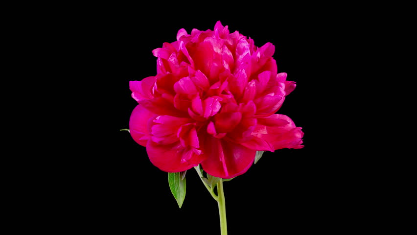 Red Peony Blossoms. Time Lapse of Beautiful Red Peony Flowers Blooming on Black Background. 4K.